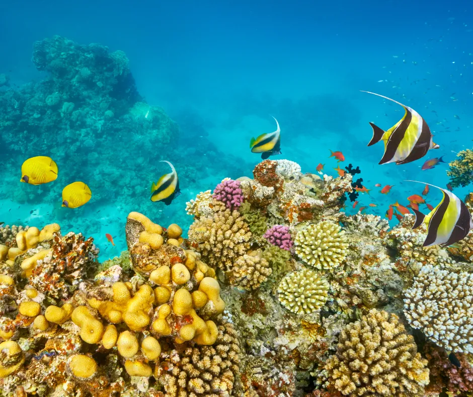 Makadi Bay Urlaub Schnorcheln