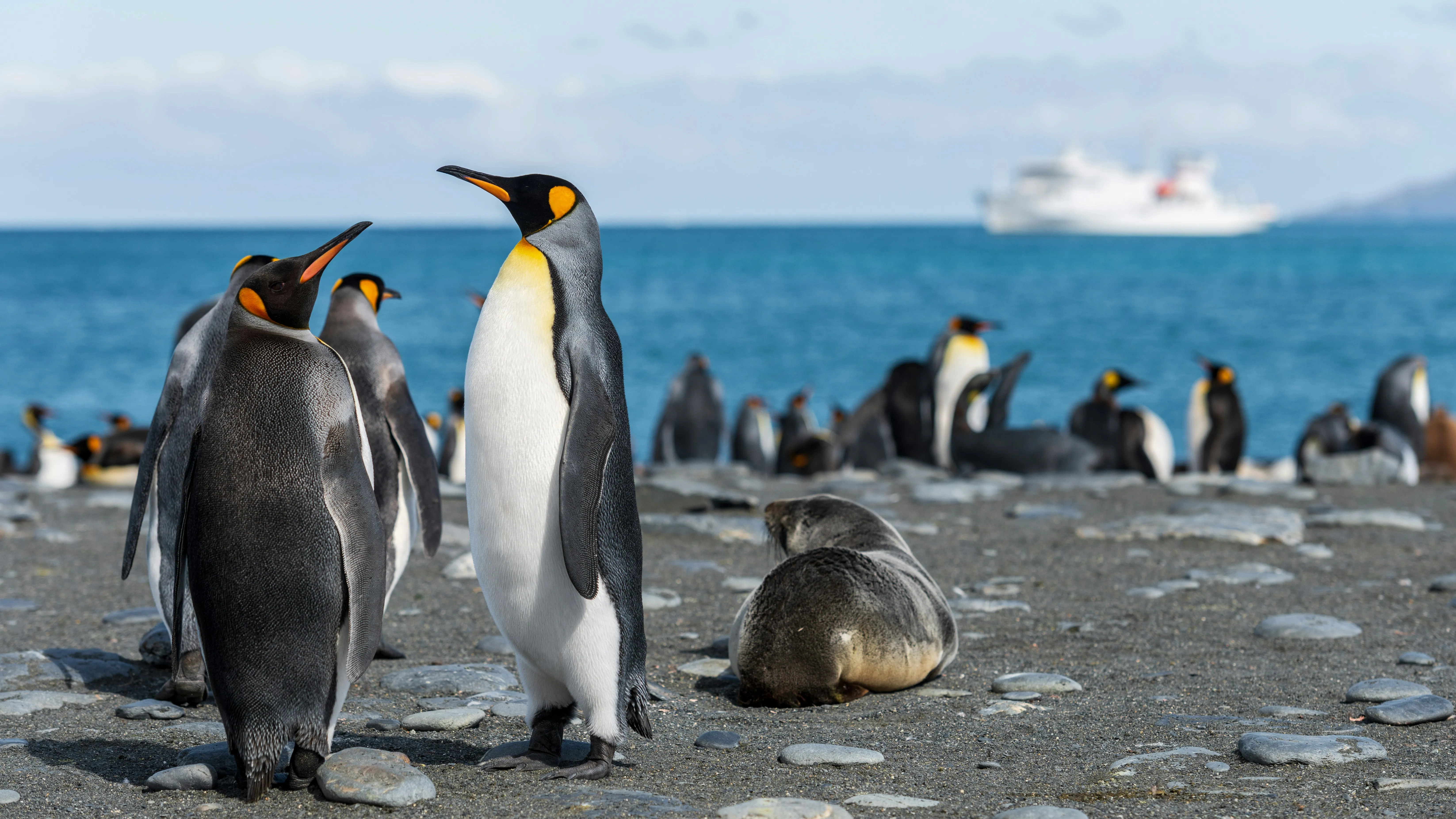Gruppe von Pinguinen in der Antarktis