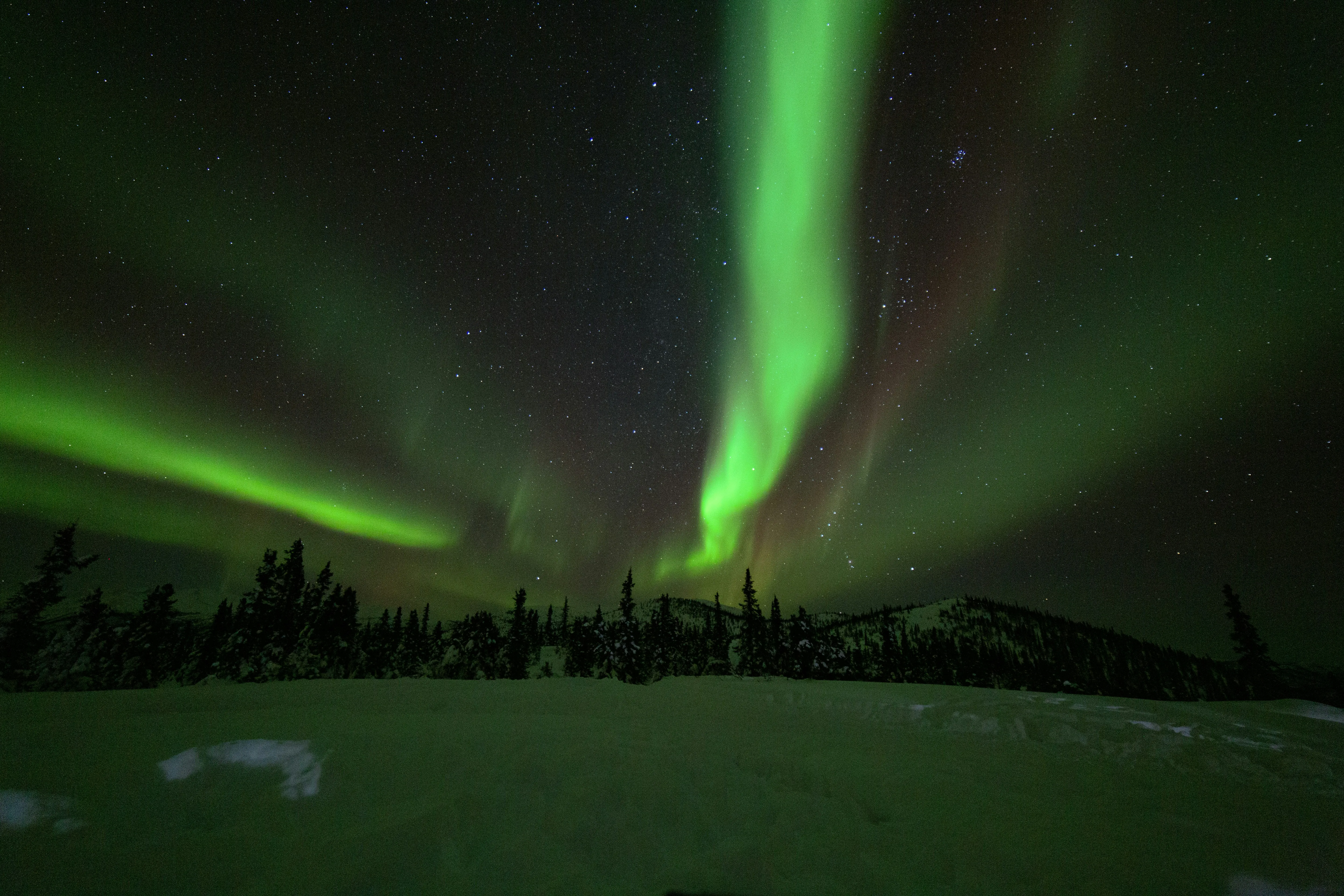 Grüne Nordlichter über einem dunklen Wald und schneebedecktem Boden bei Nacht.