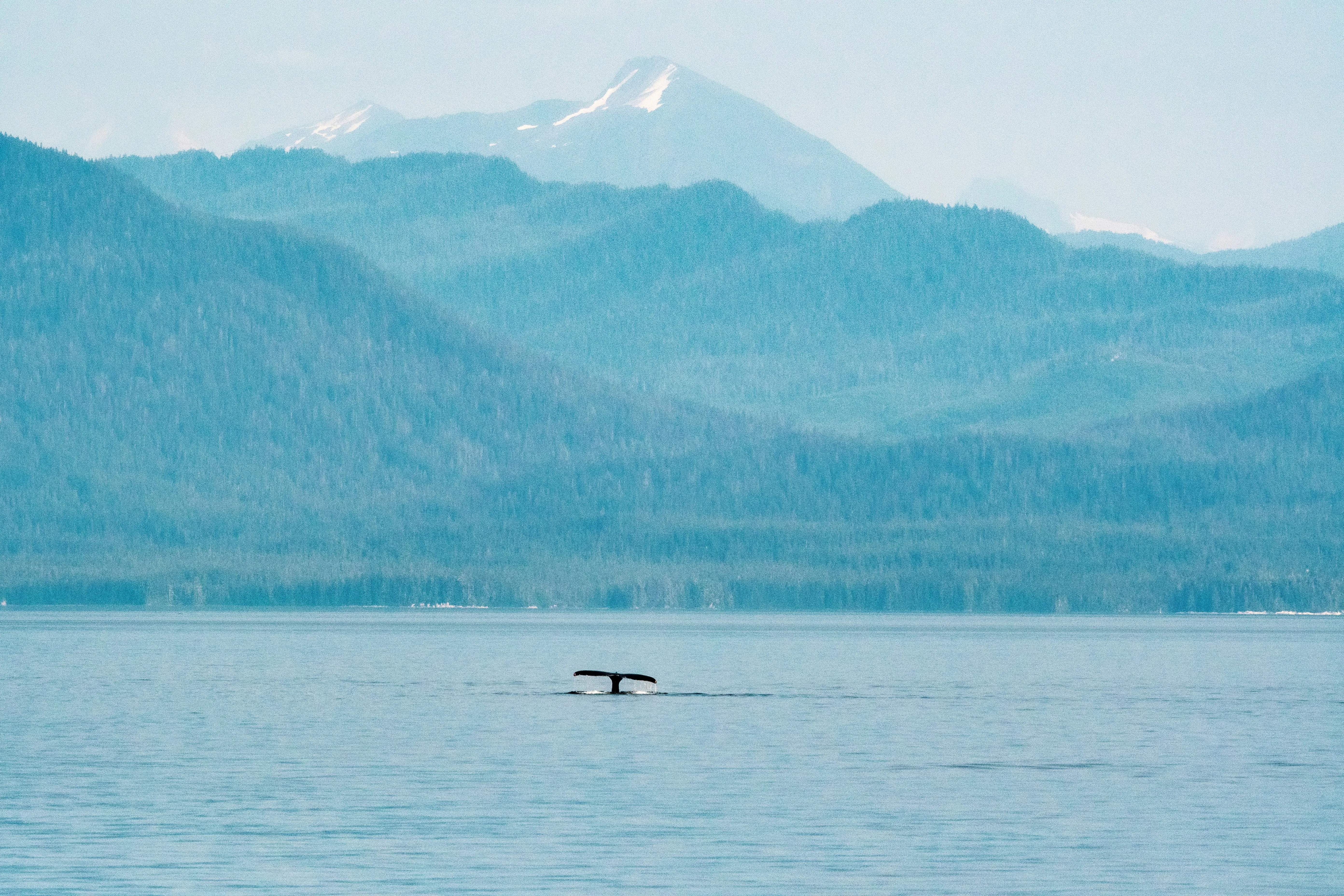 Walfluke taucht aus ruhigem Meer vor bewaldeten Bergen und schneebedecktem Berggipfel auf.
