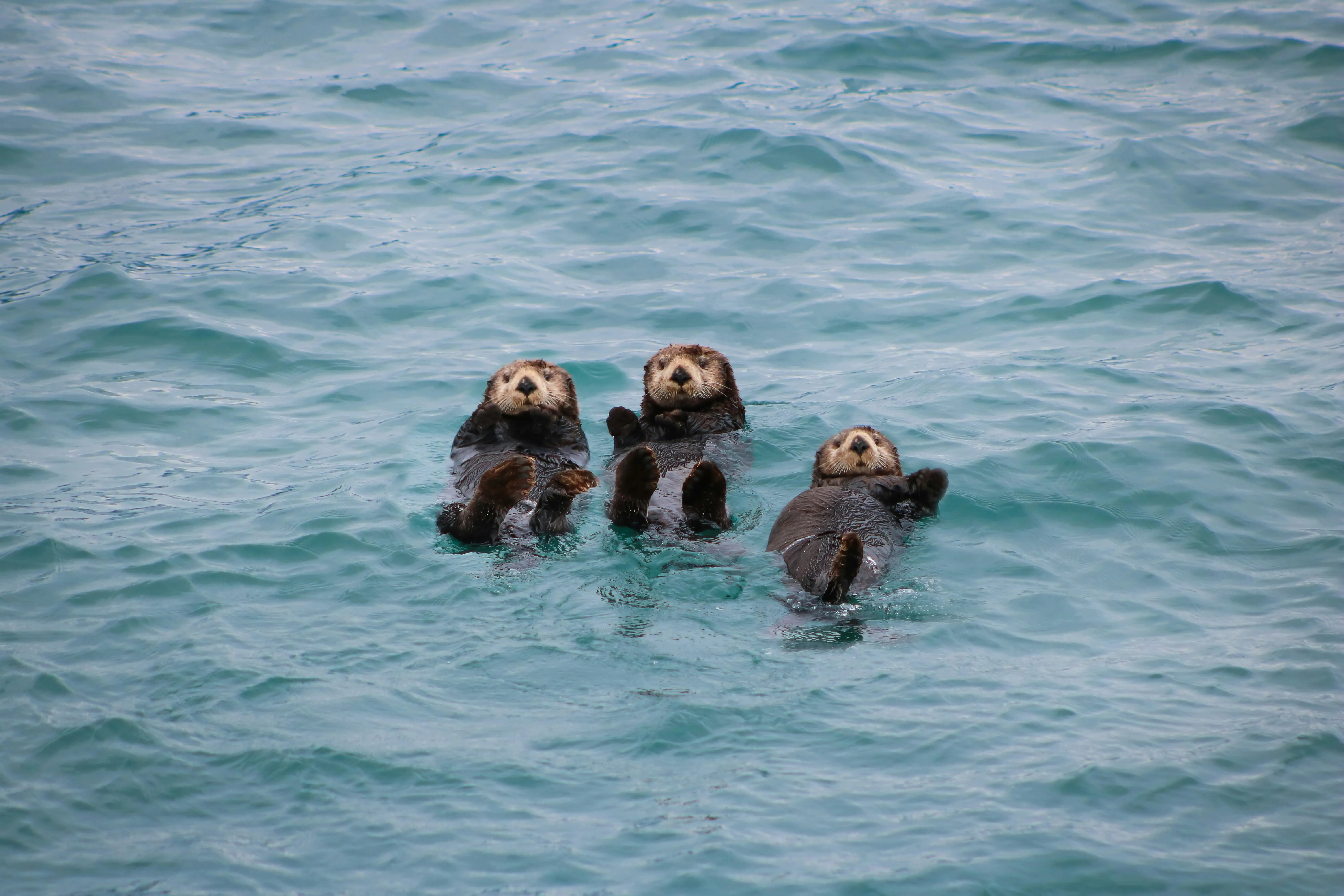 Drei Seeotter treiben auf dem Rücken im Wasser, sichtbar sind ihre Köpfe und Pfoten.