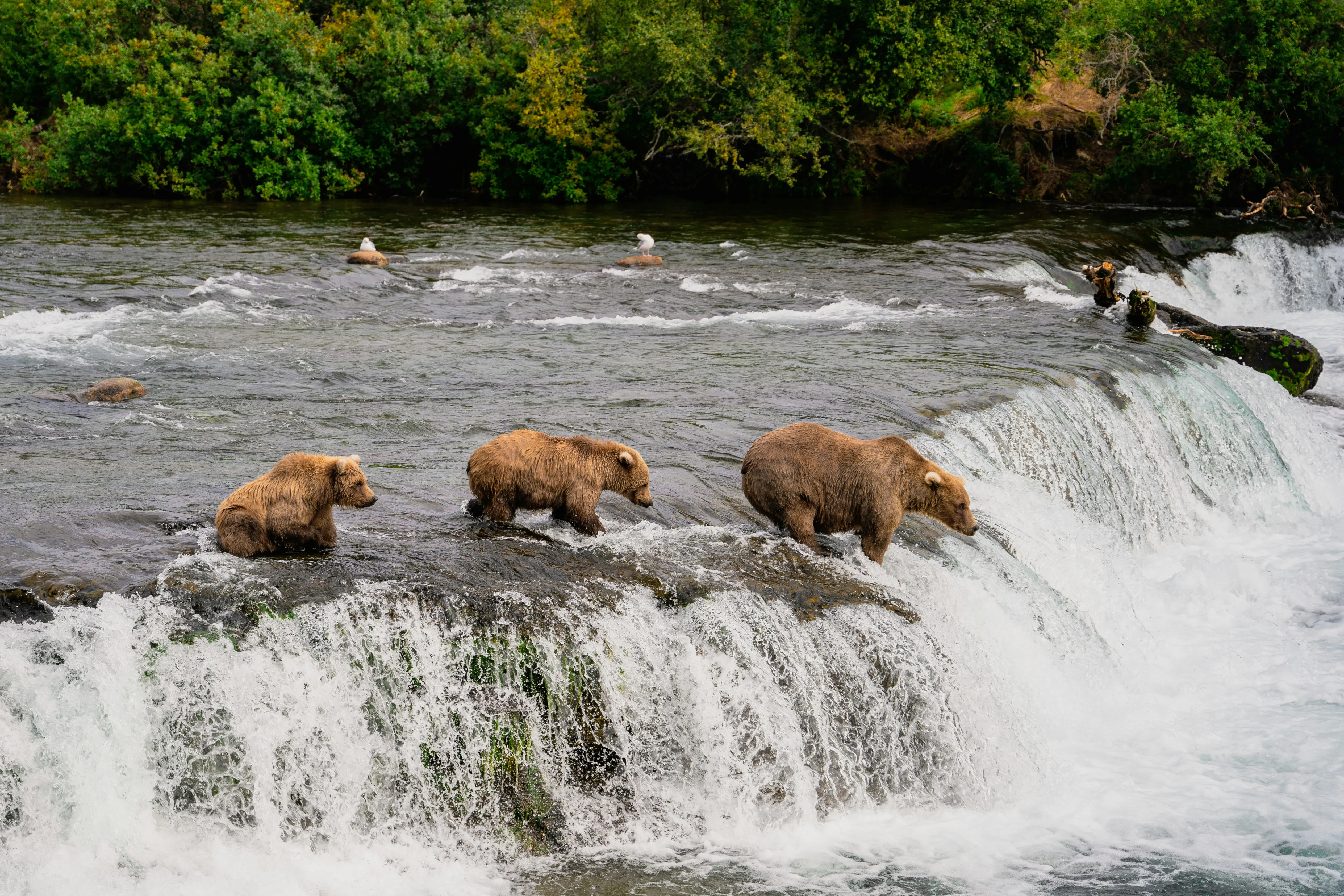Drei Braunbären stehen auf einem Wasserfall, umgeben von fließendem Wasser und Bäumen im Hintergrund.