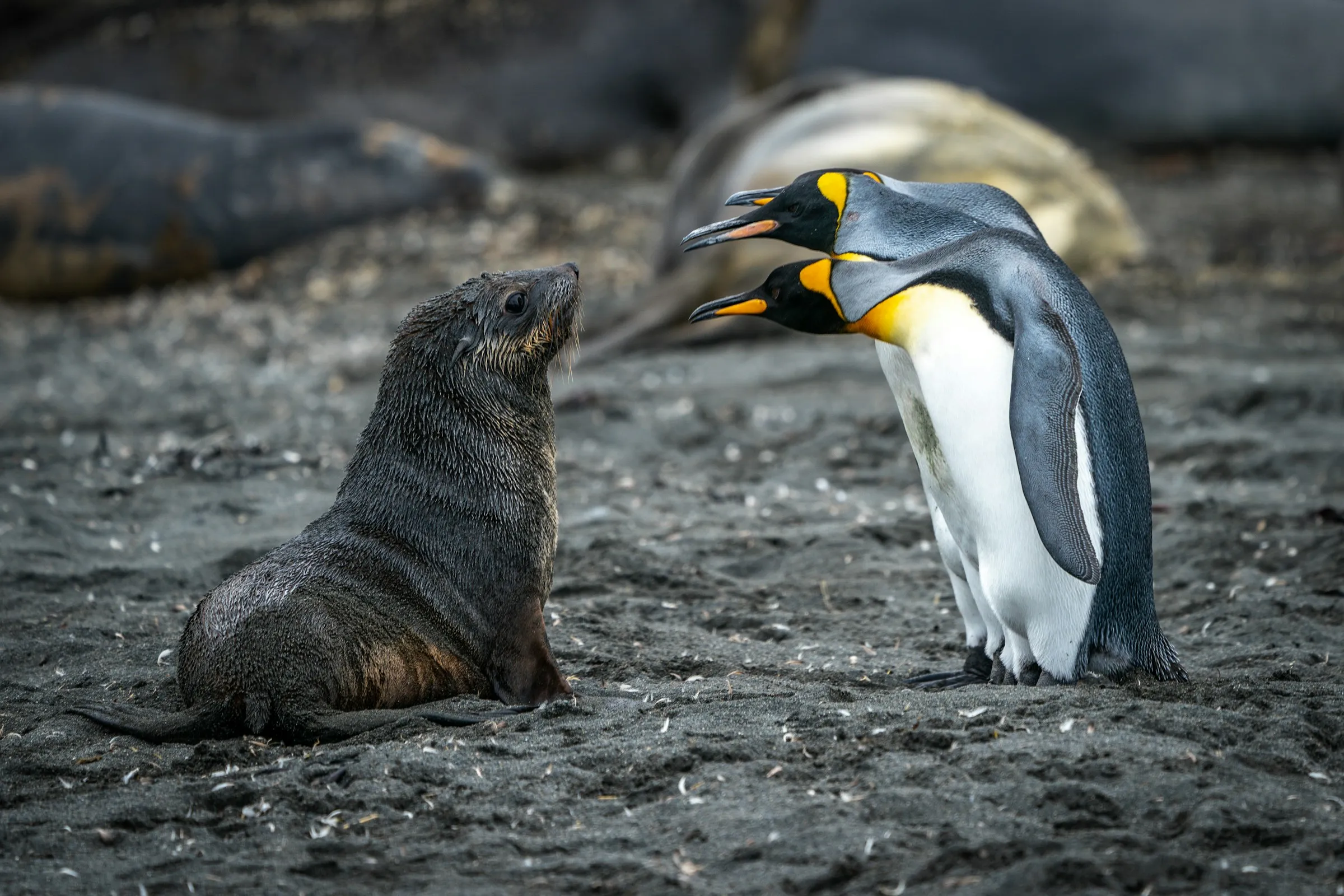 Pinguine und Robbe am Strand
