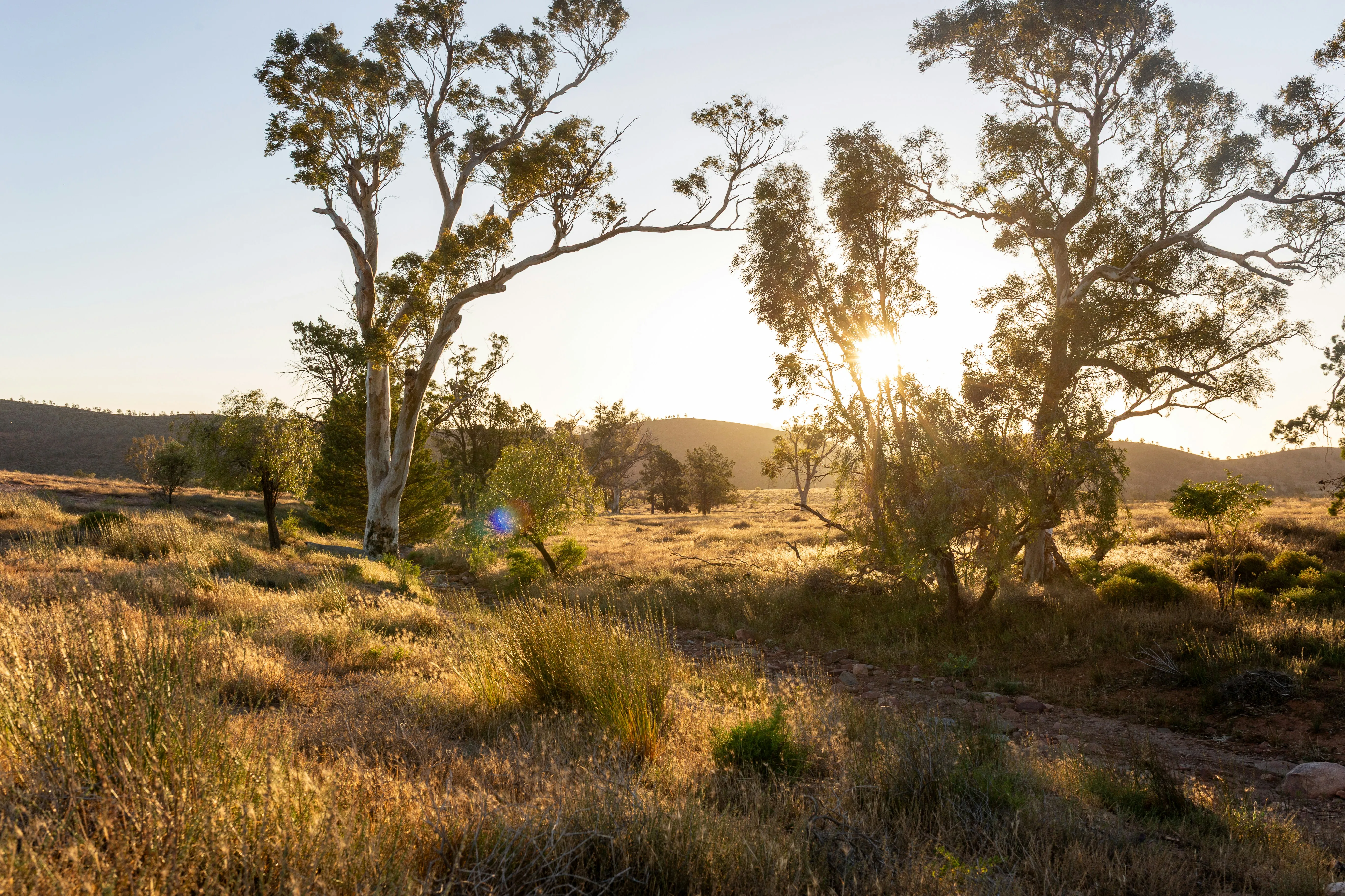 Landschaft mit Bäumen und hohem Gras bei tiefstehender Sonne am späten Nachmittag.