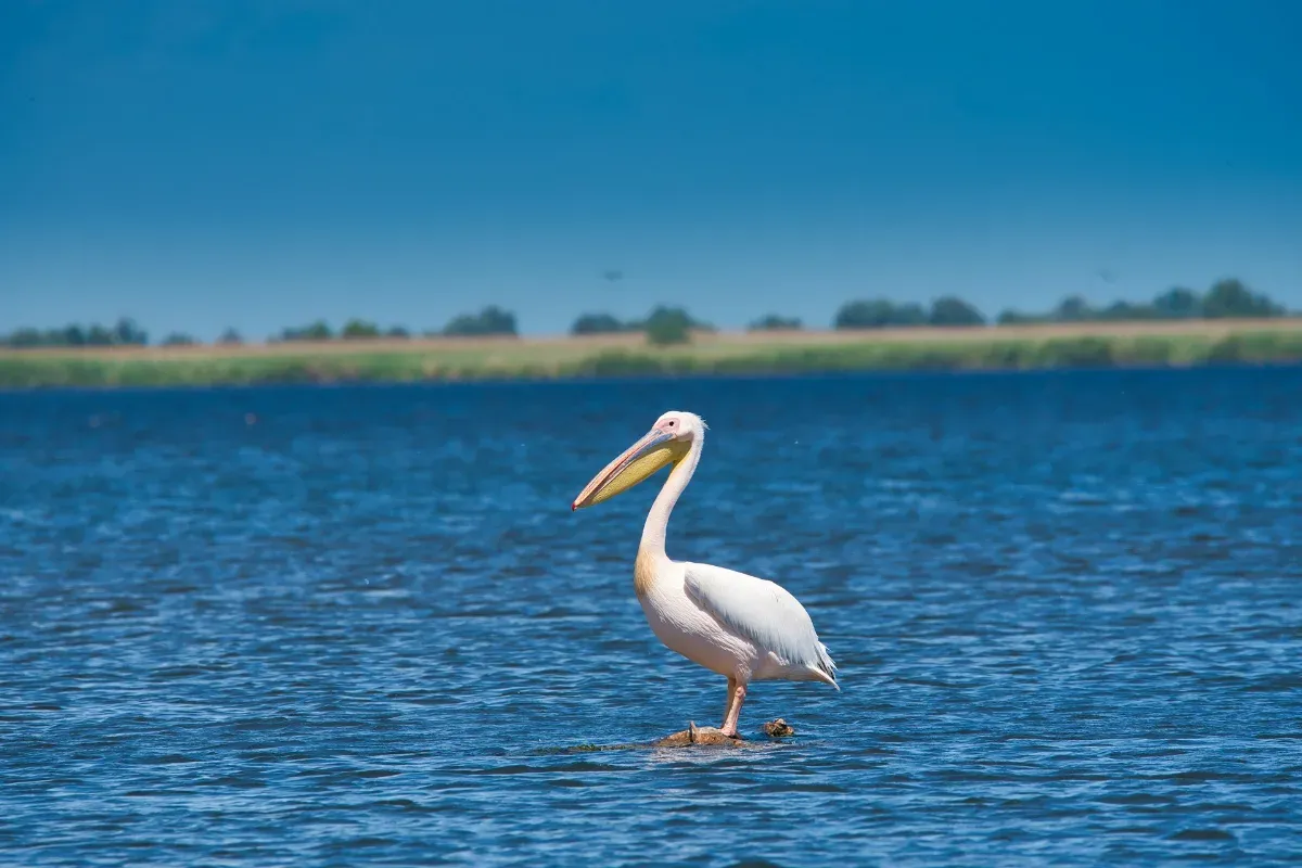 Ein einzelner Pelikan steht auf einem kleinen Holzstück im Wasser eines Sees oder Flusses mit unscharfem Ufer im Hintergrund