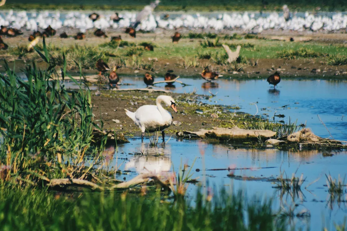 Diverse Gänse und Vögel im Donaudelta