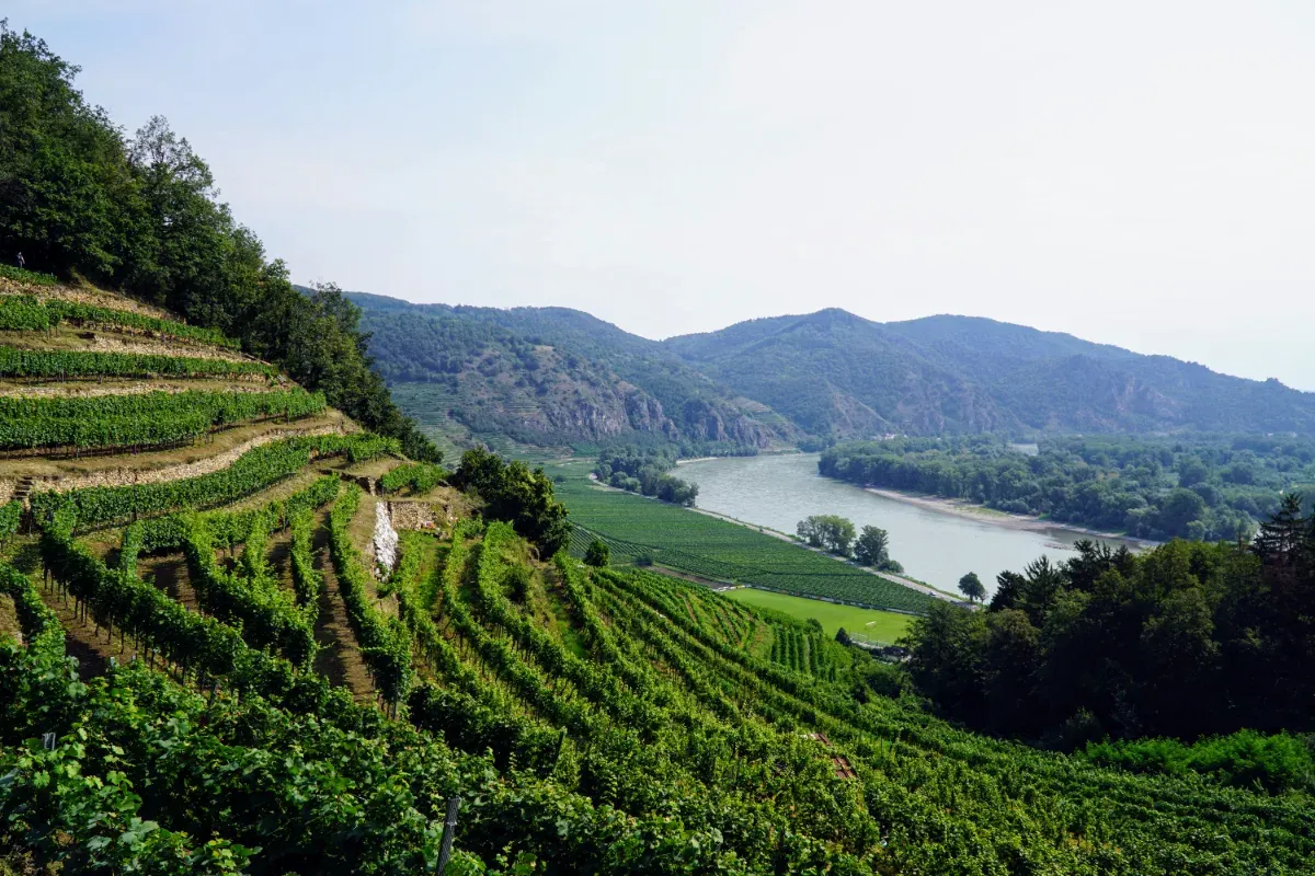 Blick von Weinbergen Wachau auf die Donau