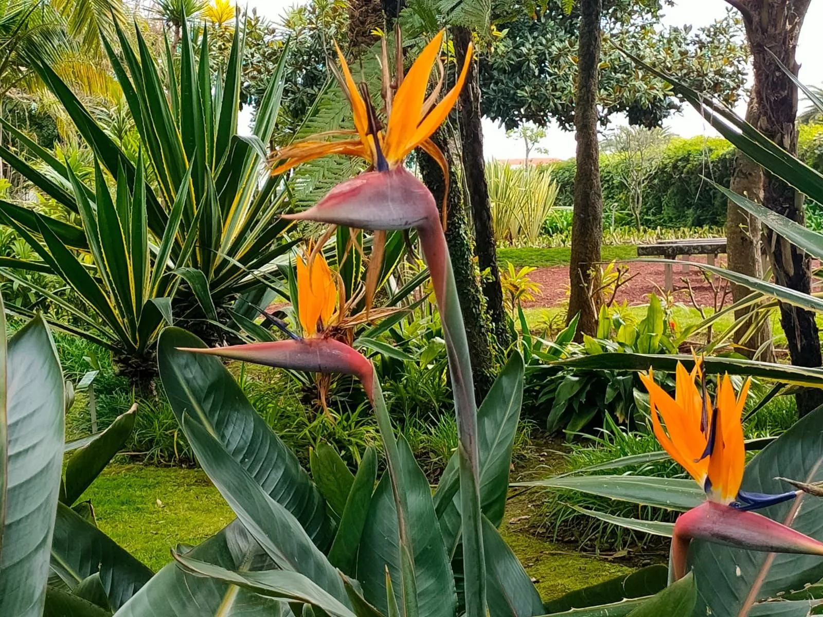 Mehrere Paradiesvogelblumen mit orangefarbenen Blüten in einem Garten mit grünen Blättern und Bäumen im Hintergrund.