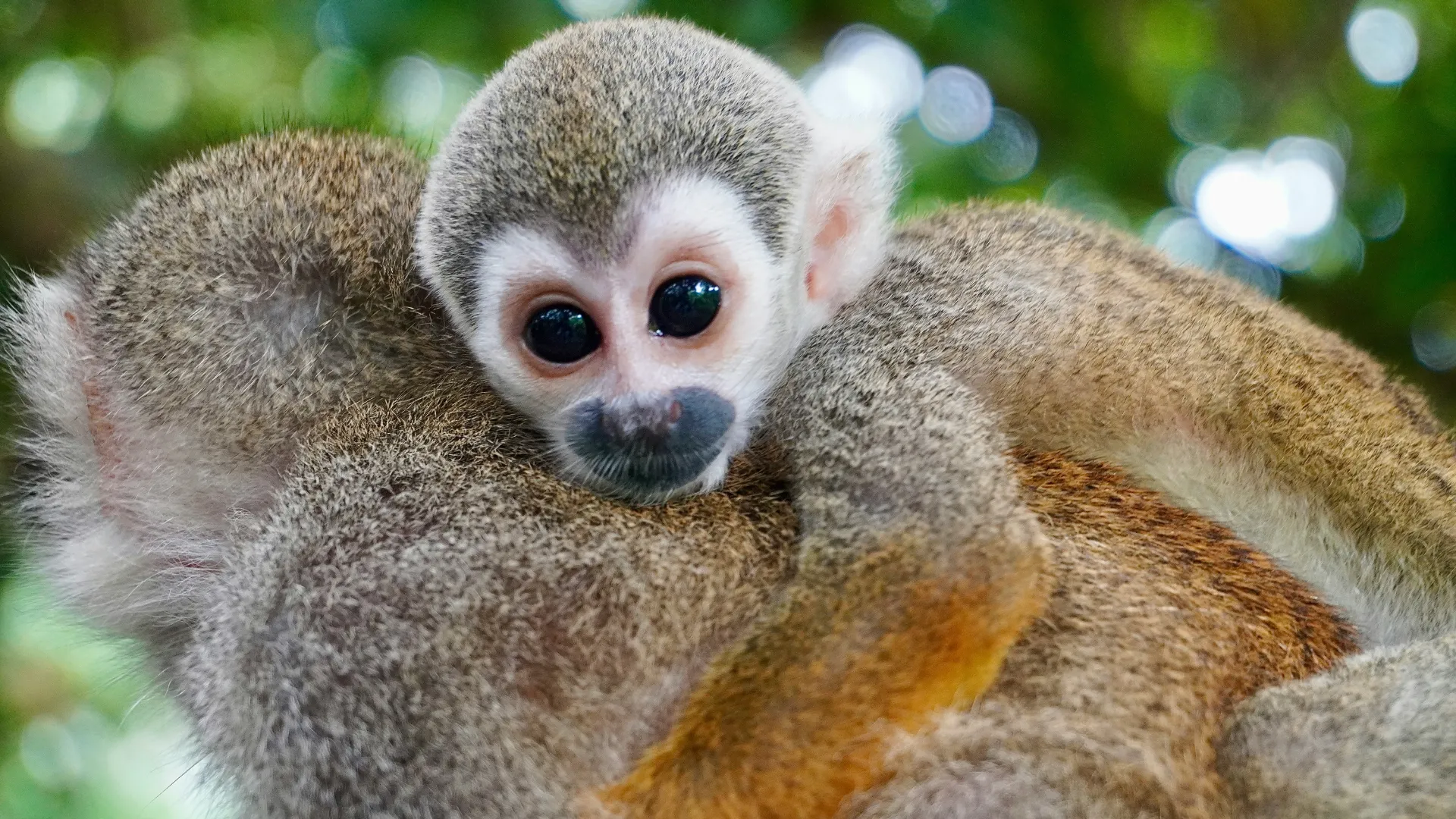Zwei sich umarmende kleine Affen mit graubraunem Fell vor unscharfem grünem Hintergrund.