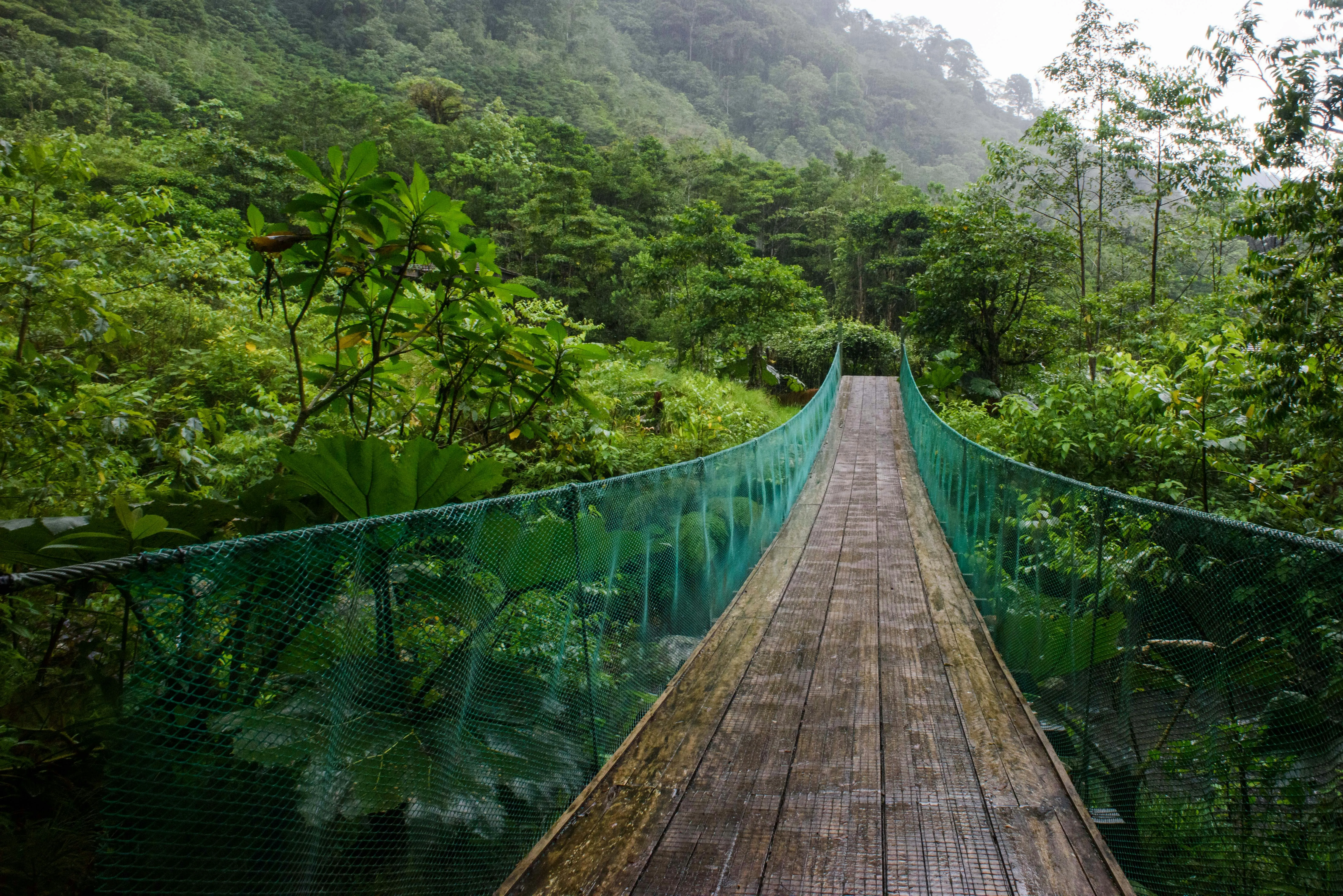 Hängende Holzbrücke mit grünem Netzgeländer führt durch dichten, nebligen Wald.