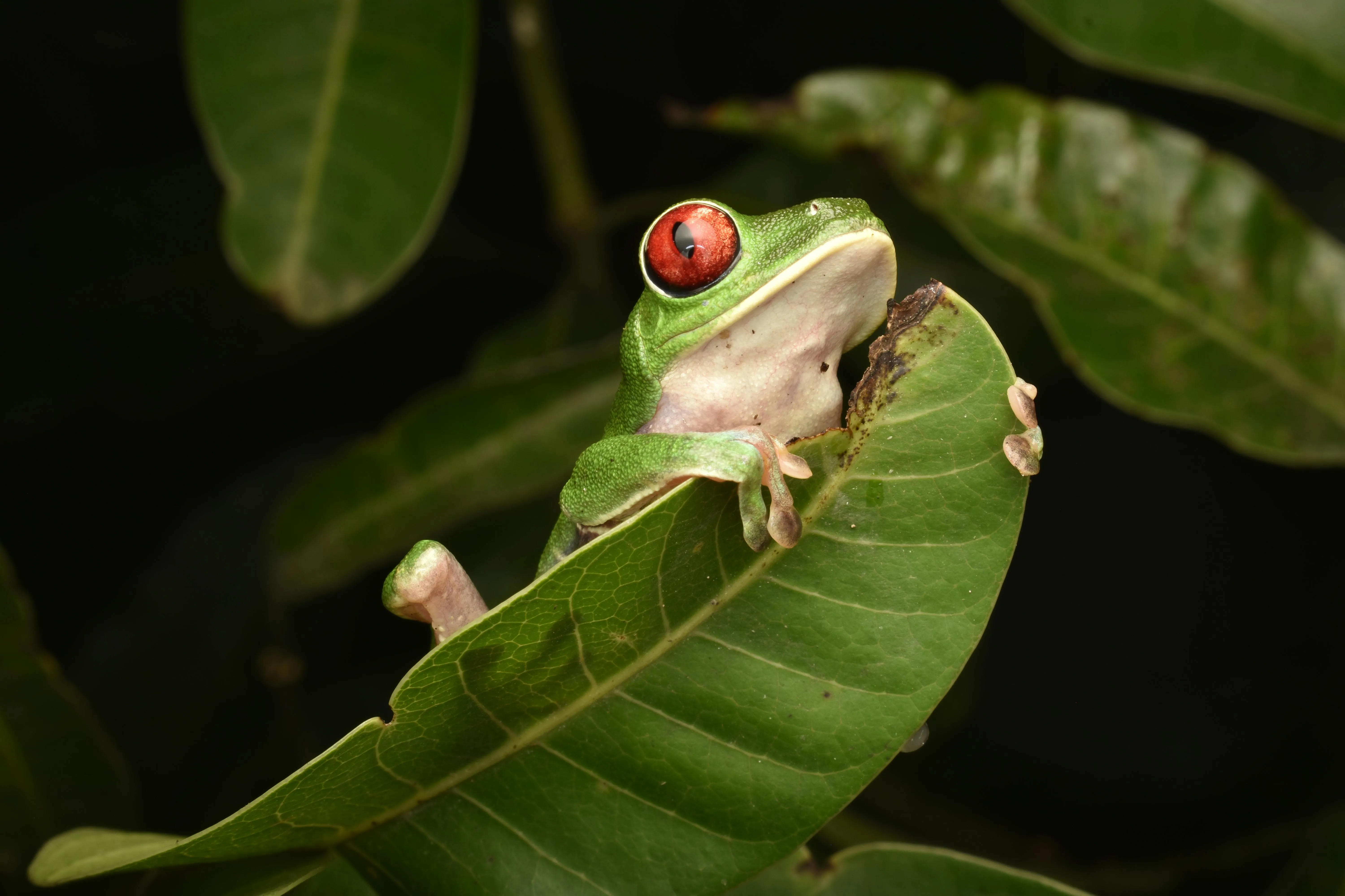 Ein grüner Frosch mit roten Augen sitzt auf einem großen Blatt vor dunklem Hintergrund.