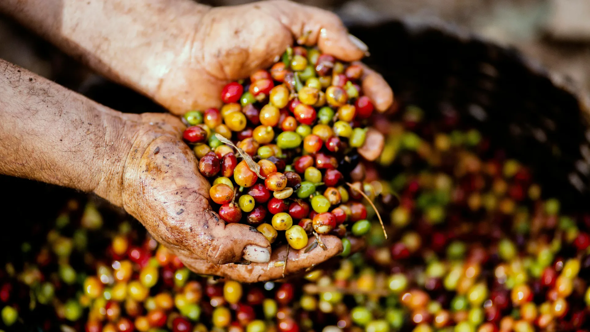 Zwei mit Erde bedeckte Hände halten eine Mischung aus roten, gelben und grünen Kaffeekirschen über einem großen Behälter voller weiterer Kaffeekirschen.