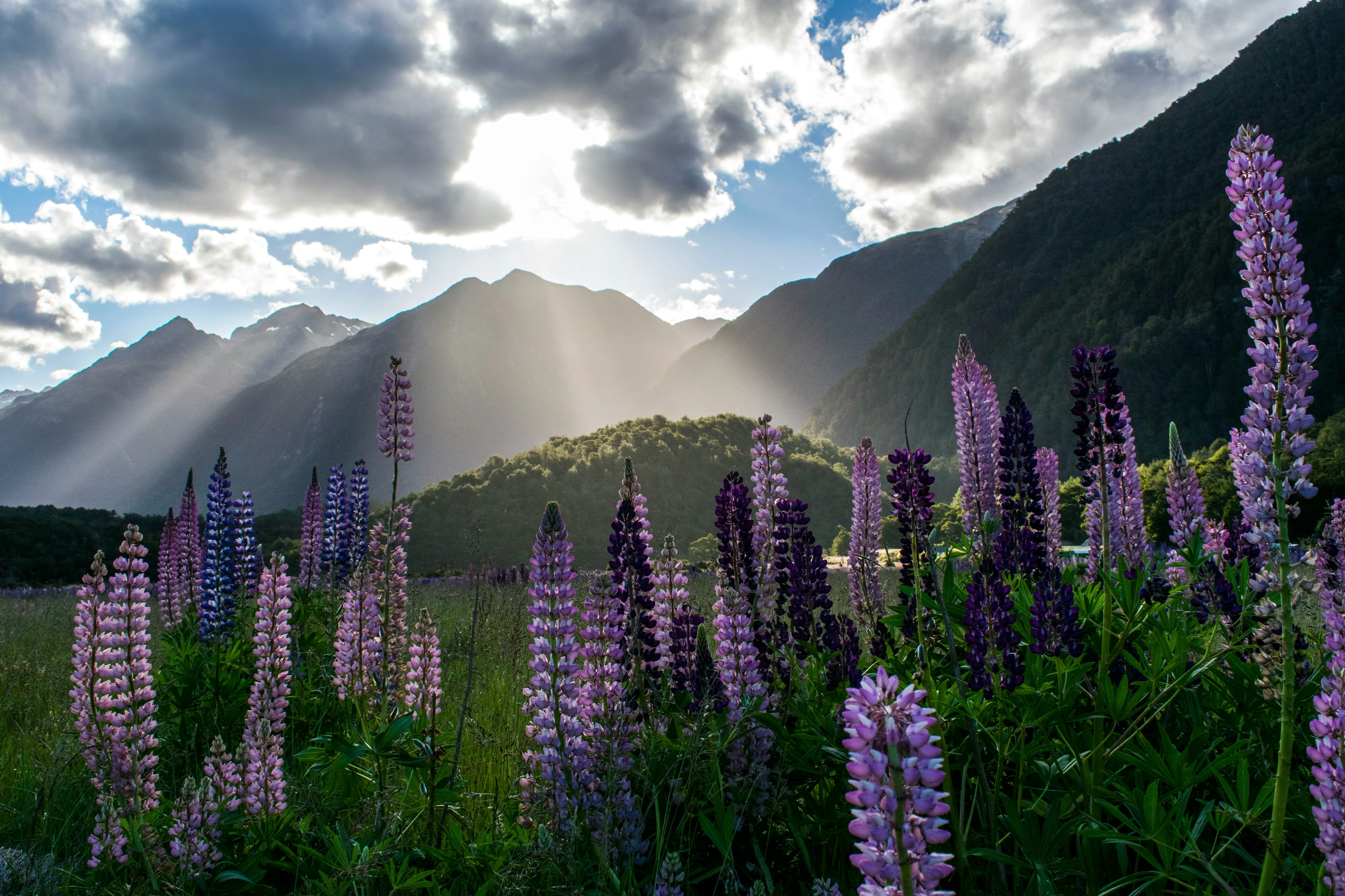 Lupinenblüten auf einer Wiese vor bewaldeten Bergen, durch die Sonnenstrahlen brechen, unter einem wolkigen Himmel.
