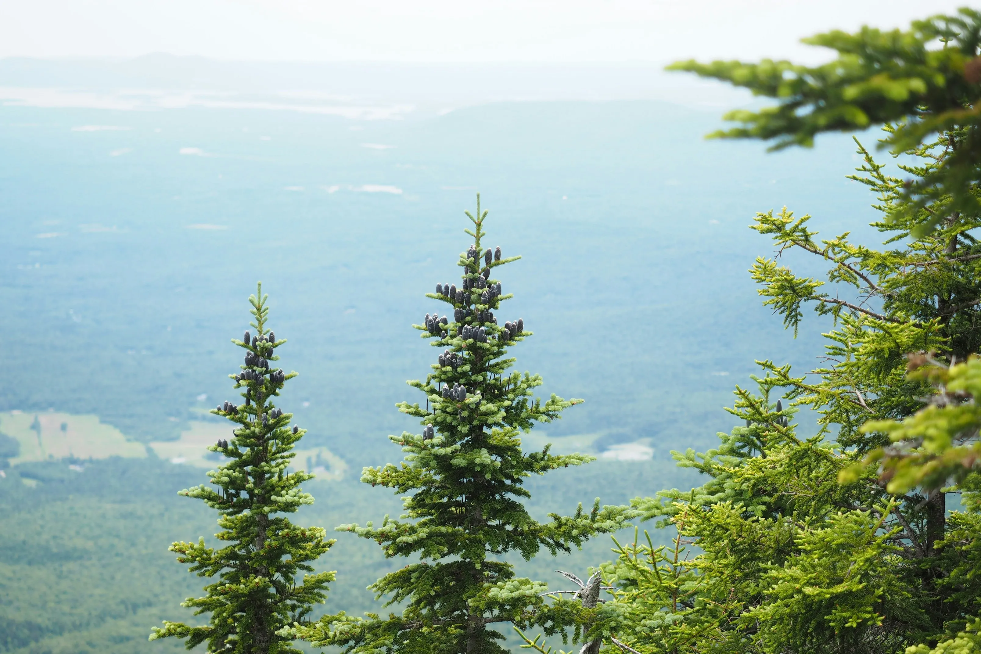 Mehrere Tannenbäume vor einem nebligen, weitläufigen Landschaftshintergrund.