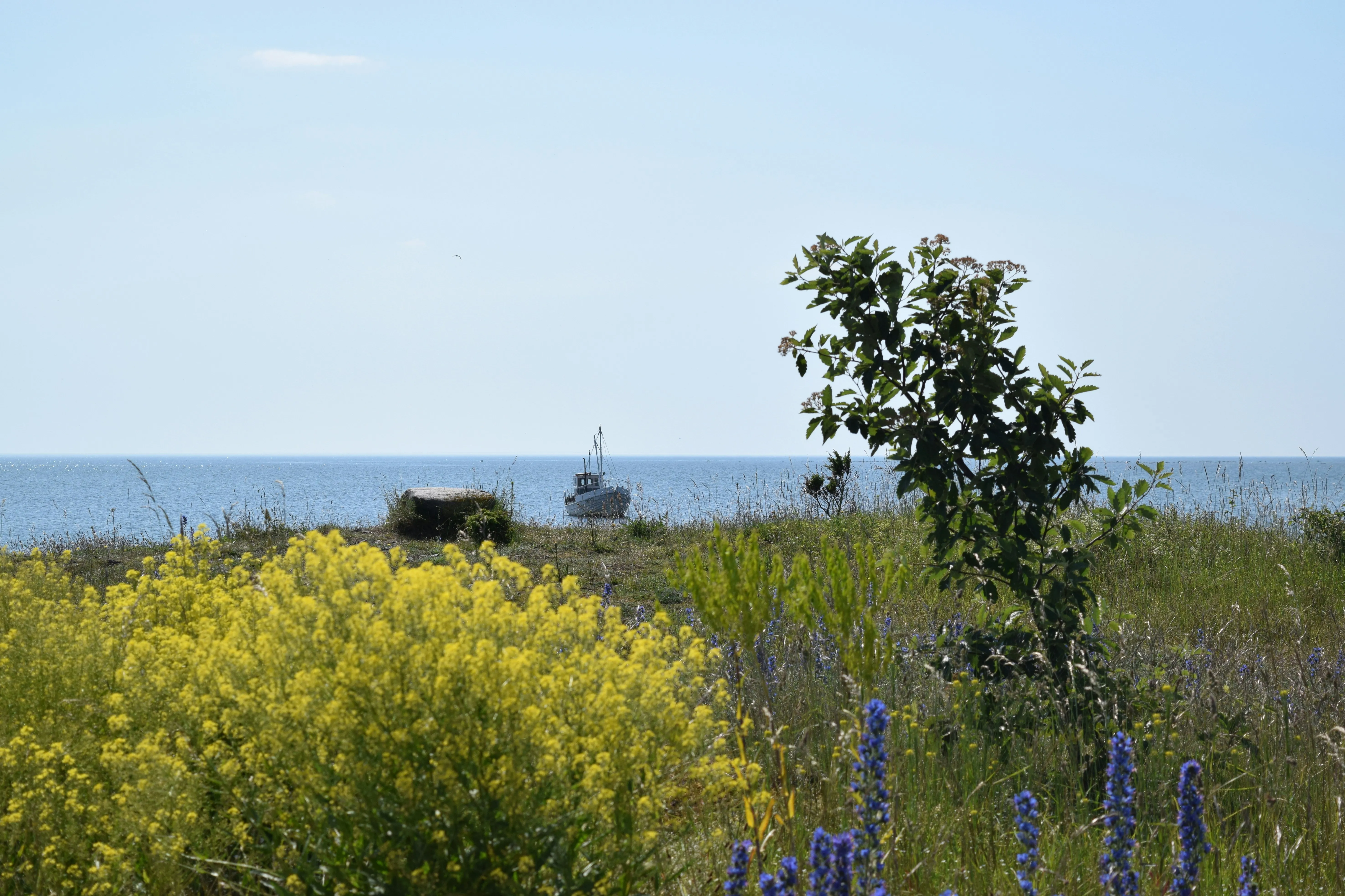 Kleiner Baum und bunte Wildblumenwiese vor ruhiger Meeresoberfläche mit kleinem Boot am Horizont.