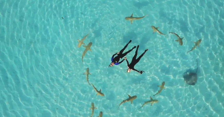 Zwei Taucher in schwarzer Tauchausrüstung schwimmen in klarem Wasser, umgeben von mehreren Haien und einem Rochen.