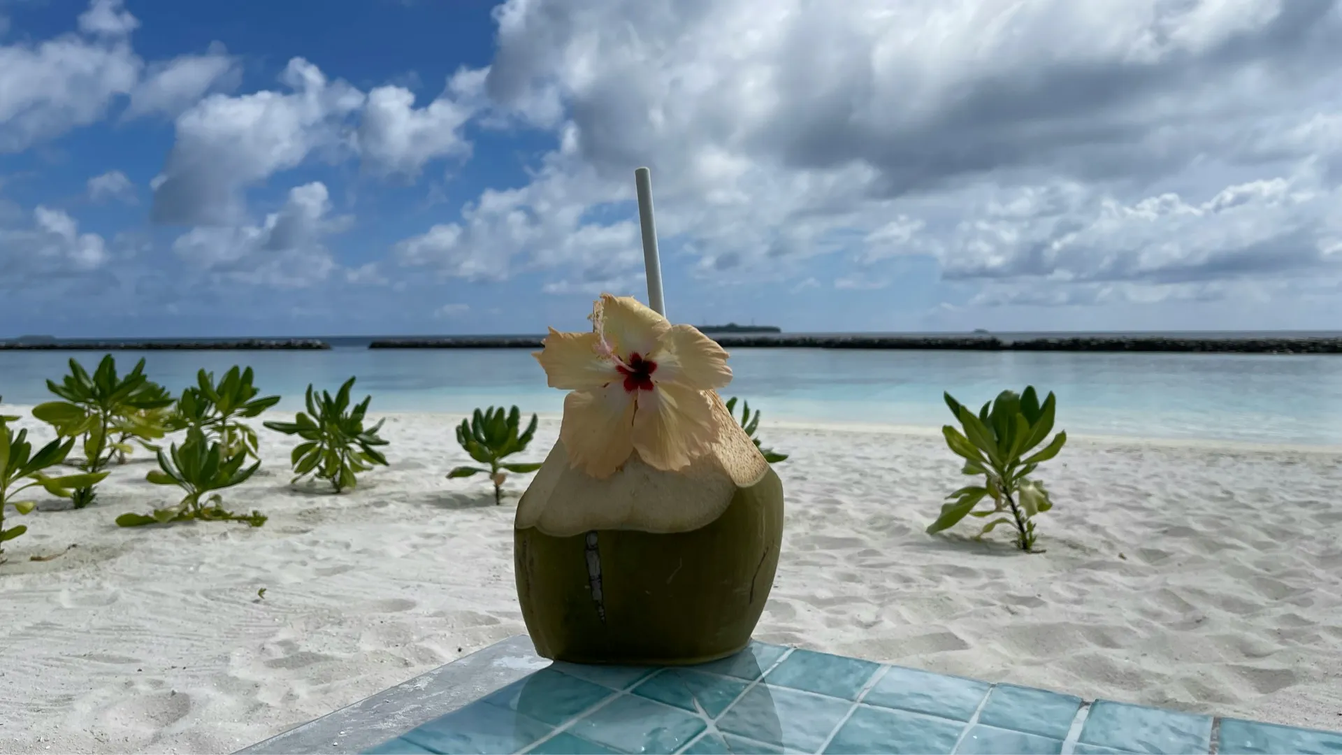 Grüne Kokosnuss mit Blüte auf weißem Sandstrand vor Meer und bewölktem Himmel
