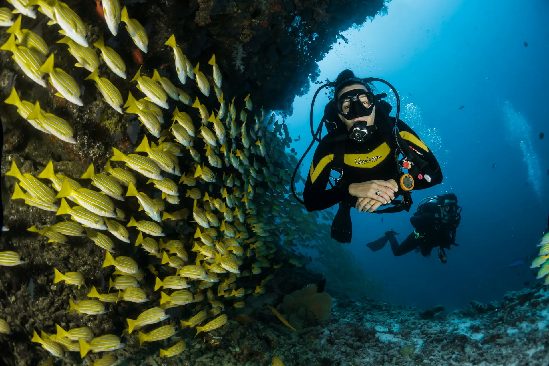 Mehrere Rochen schwimmen unter Wasser, darüber sind Taucher mit Flossen zu sehen